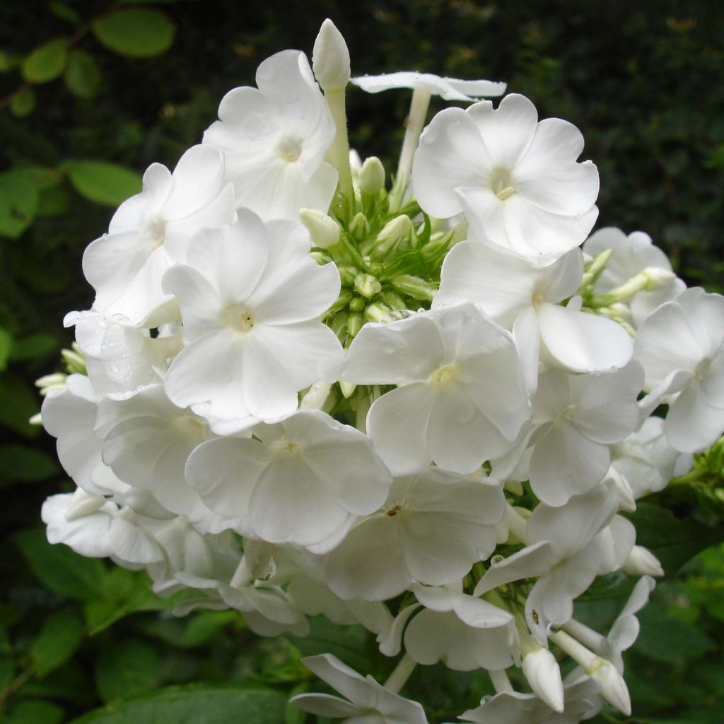 Hohe Flammenblume David - Phlox paniculata