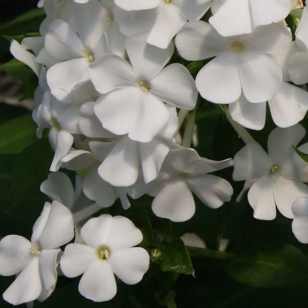 Hohe Flammenblume David - Phlox paniculata