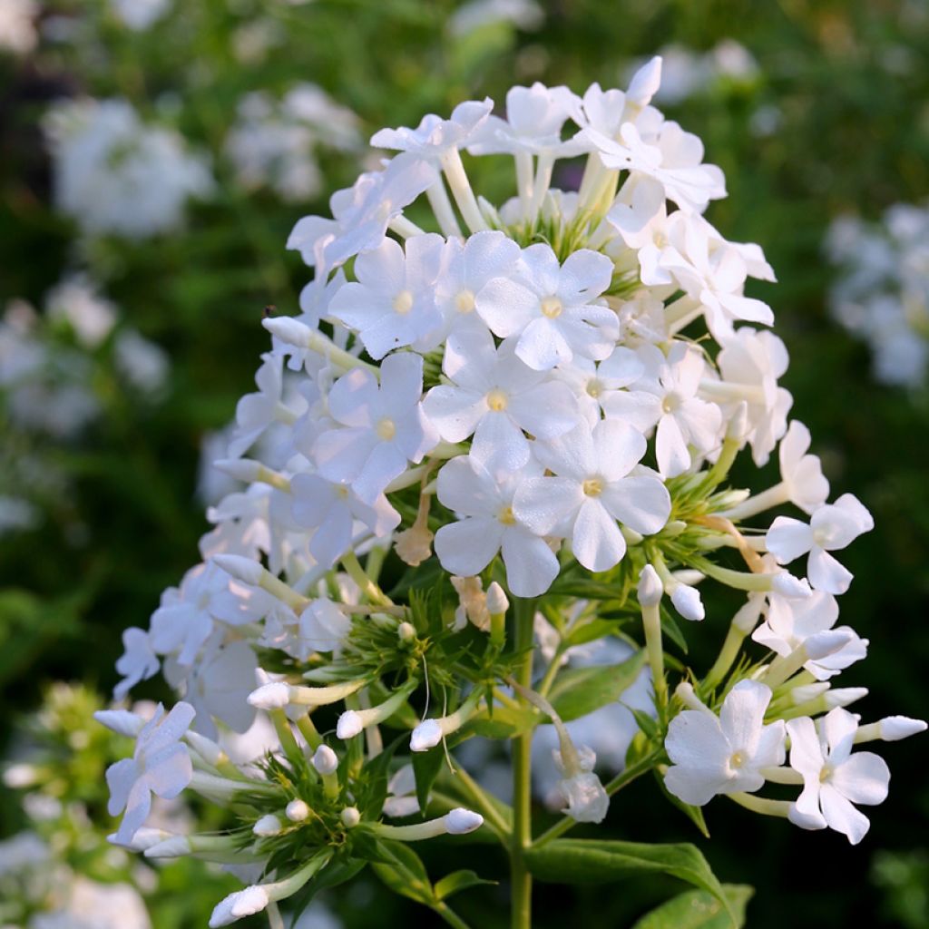 Hohe Flammenblume David - Phlox paniculata