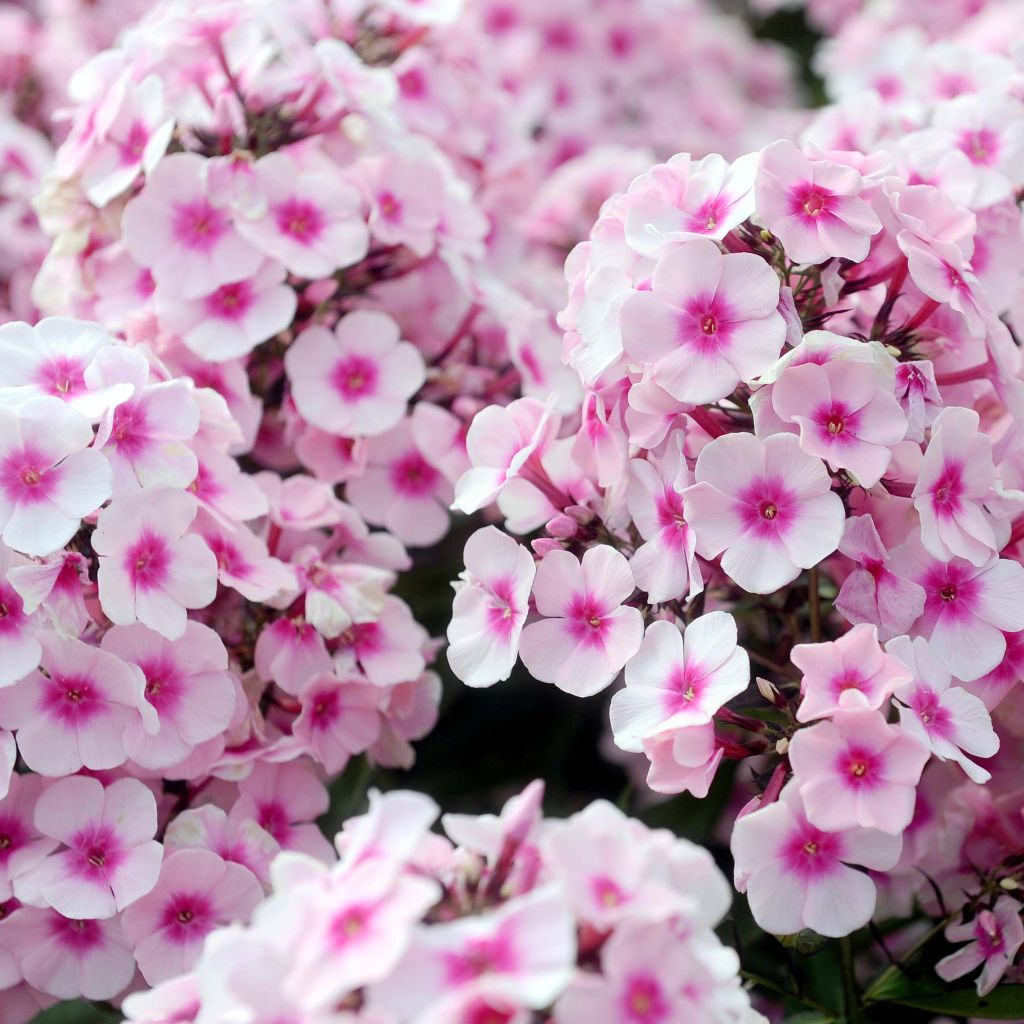 Hohe Flammenblume Europa - Phlox paniculata