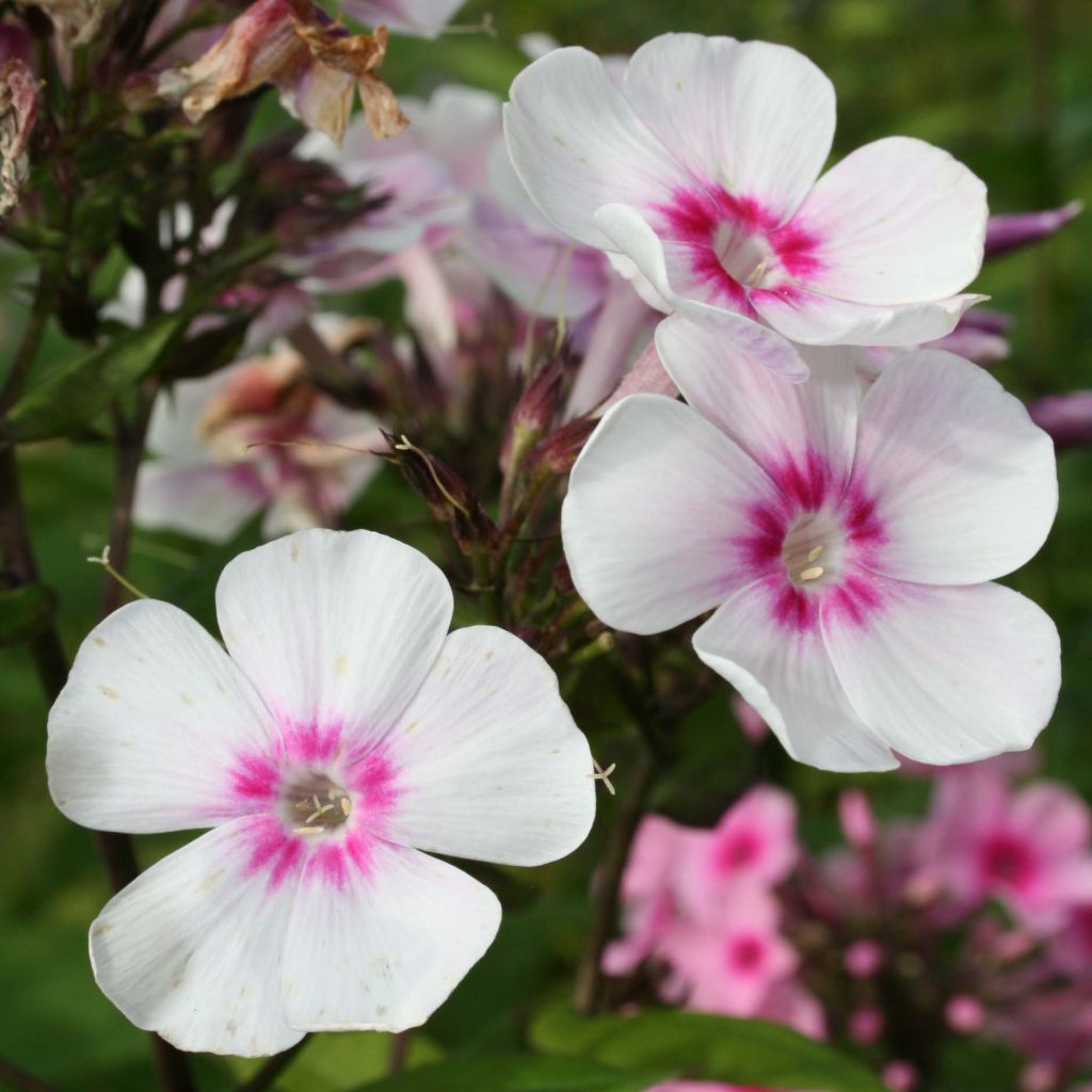 Phlox paniculata Europa