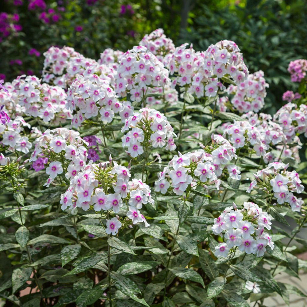 Hohe Flammenblume Europa - Phlox paniculata