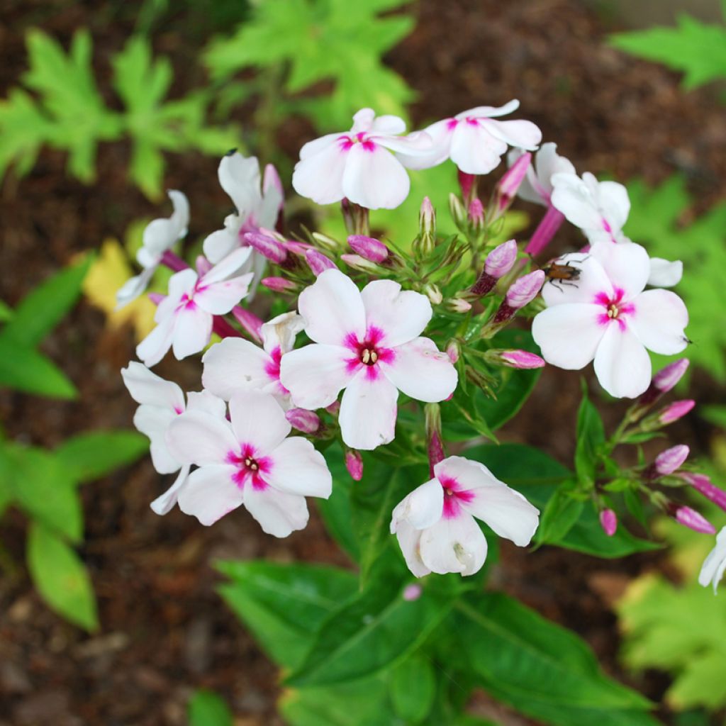 Hohe Flammenblume Europa - Phlox paniculata