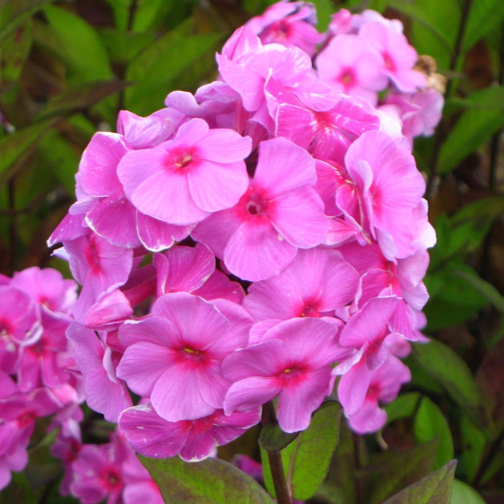 Phlox paniculata Eva Cullum