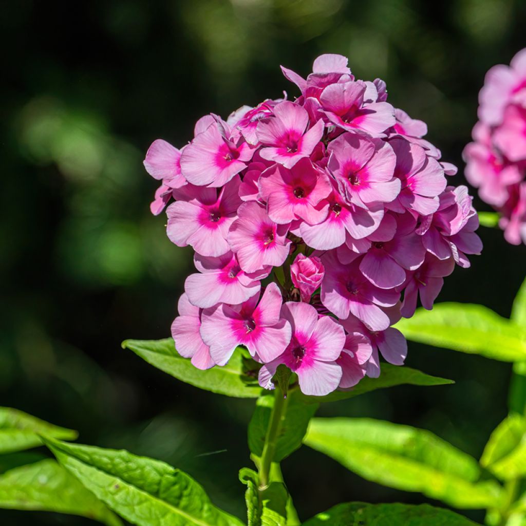 Hohe Flammenblume Eva Cullum - Phlox paniculata