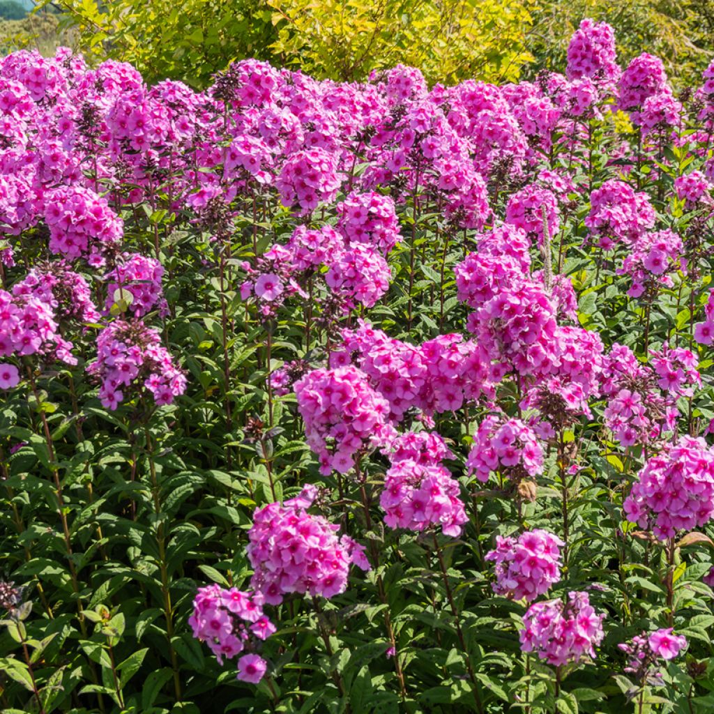 Hohe Flammenblume Eva Cullum - Phlox paniculata