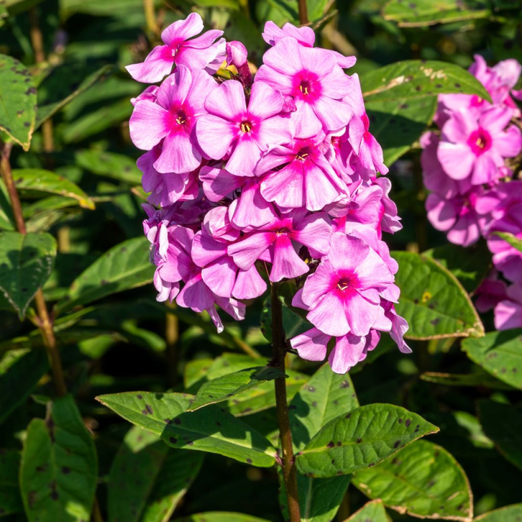 Hohe Flammenblume Eva Cullum - Phlox paniculata