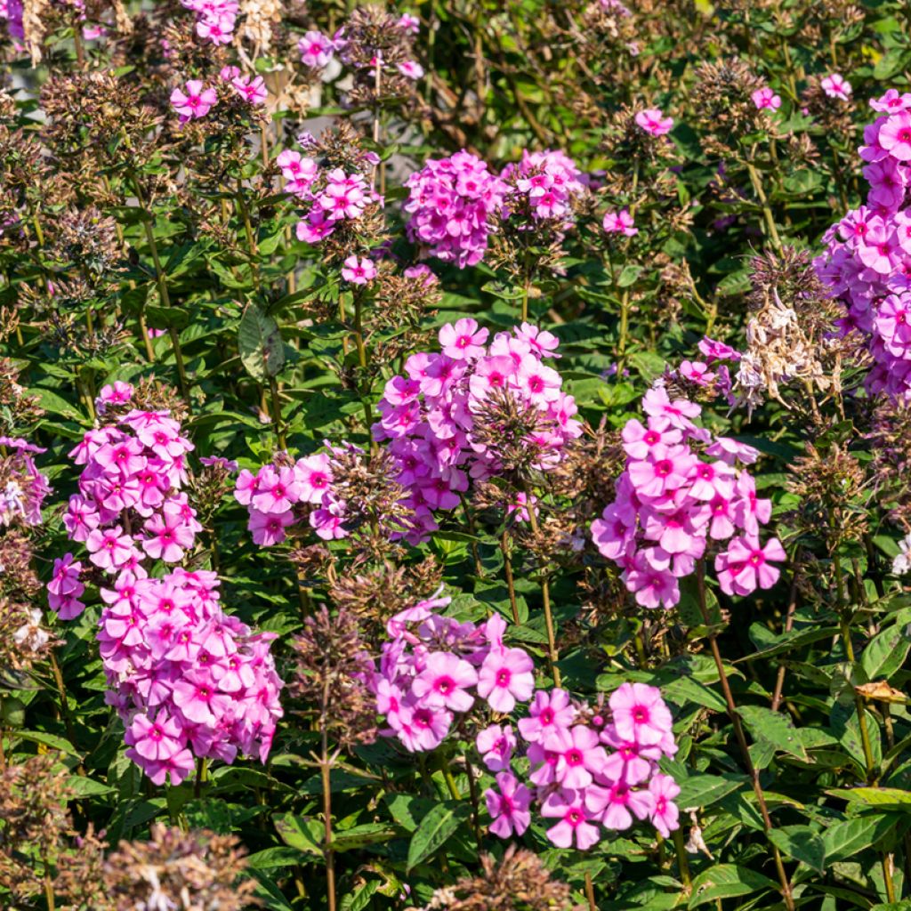 Hohe Flammenblume Eva Cullum - Phlox paniculata