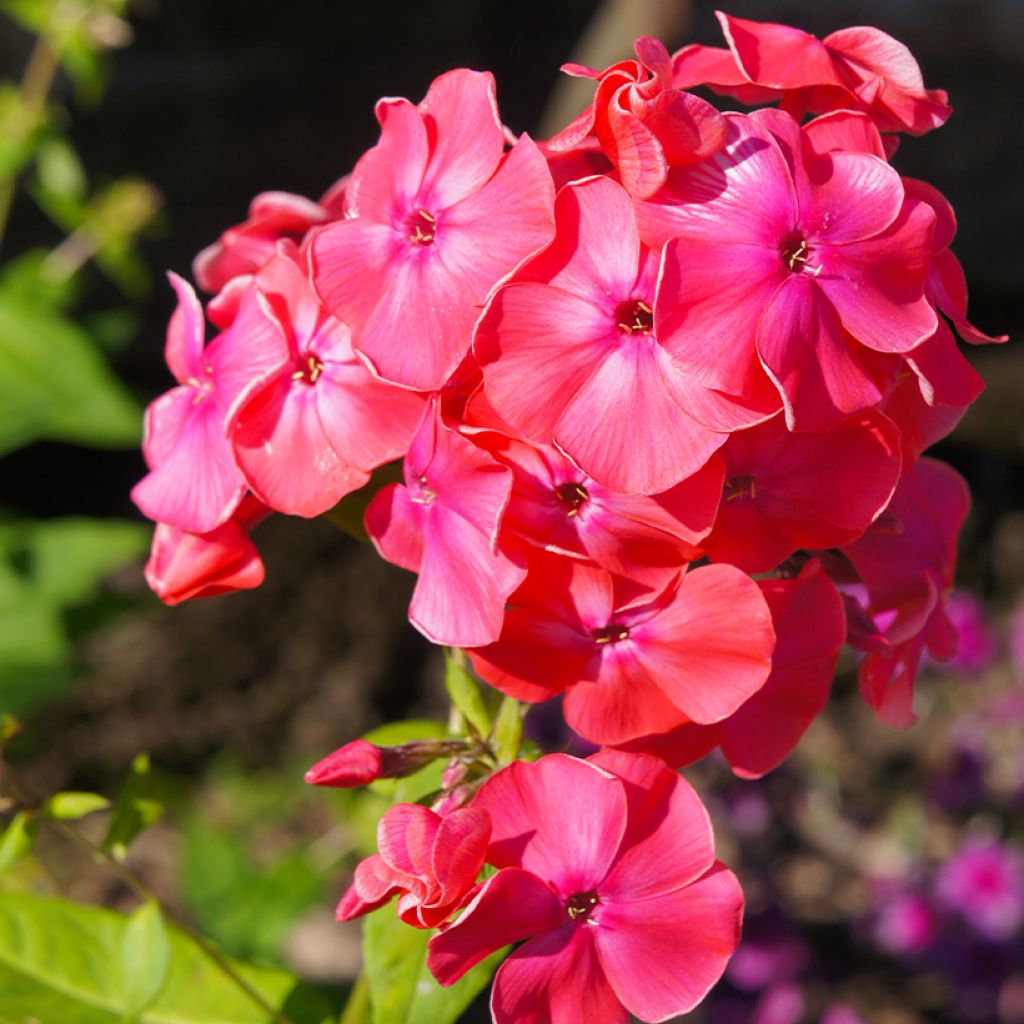 Hohe Flammenblume Famous Cerise - Phlox paniculata