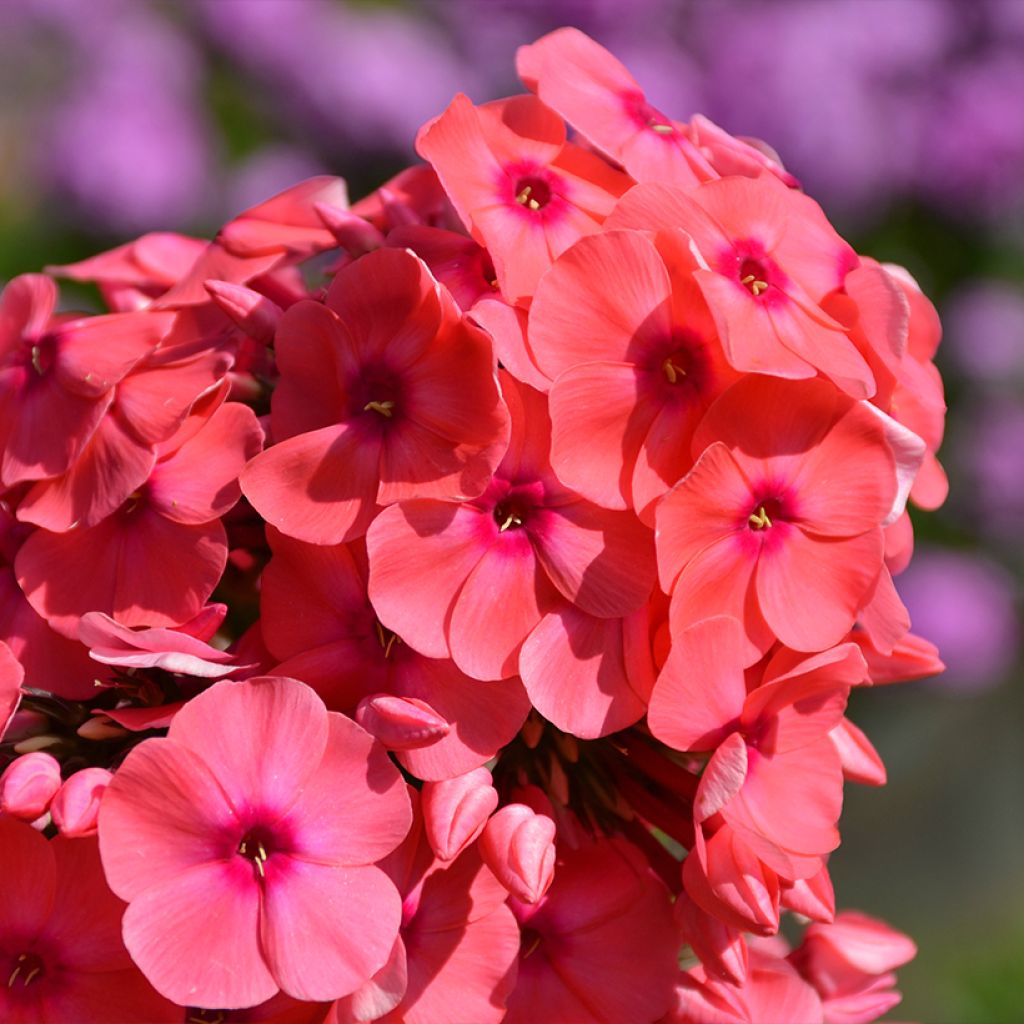 Phlox paniculata Famous Cerise