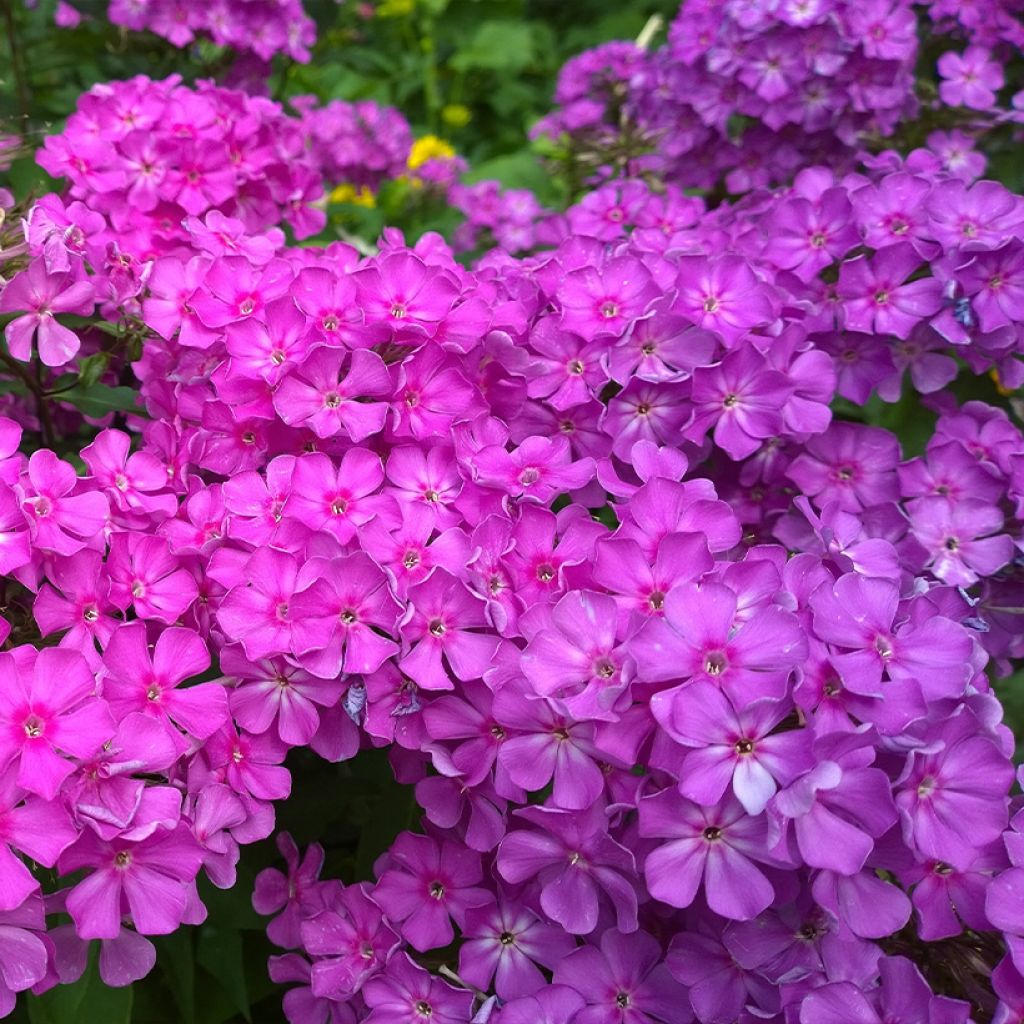 Hohe Flammenblume Famous Purple - Phlox paniculata