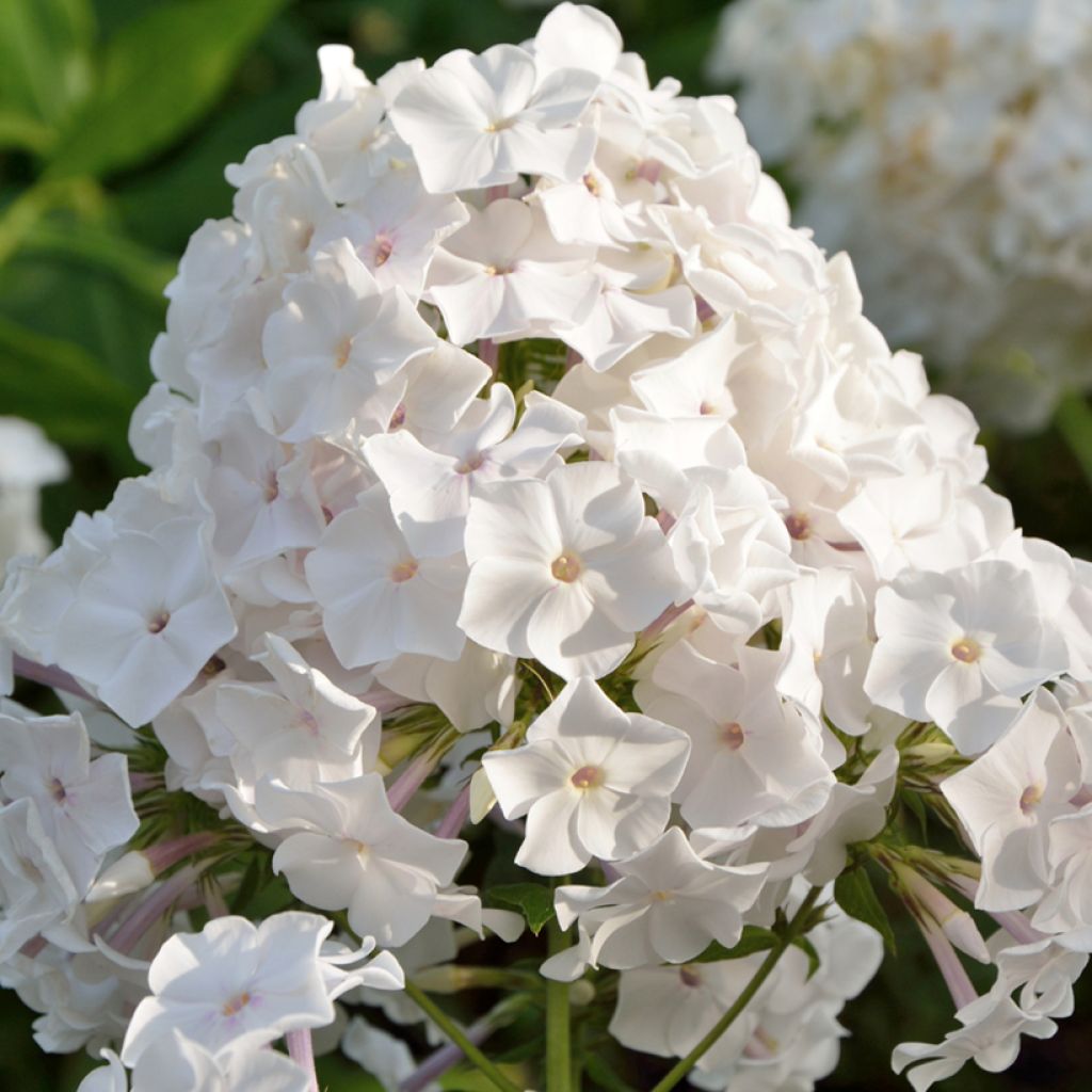 Hohe Flammenblume Famous White - Phlox paniculata