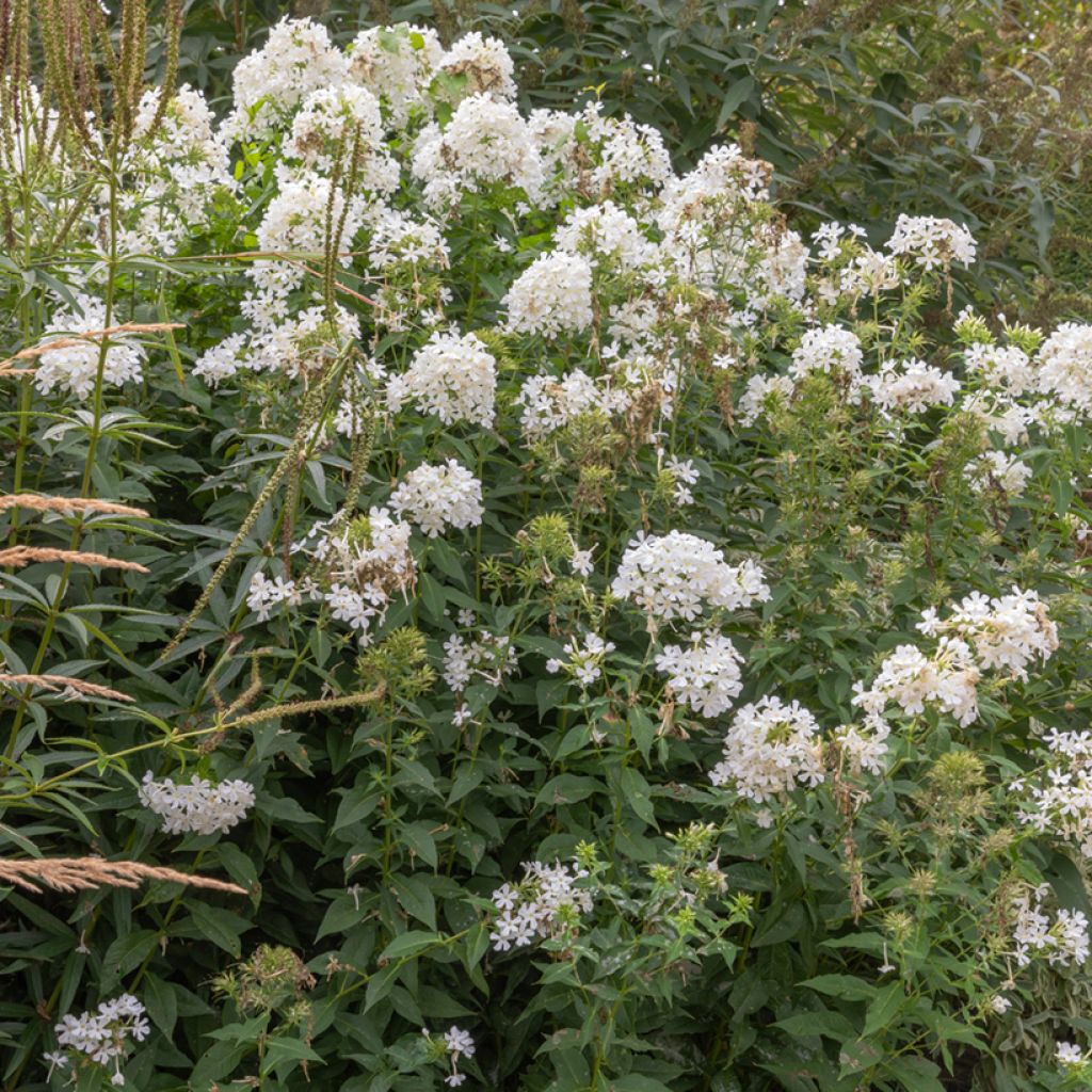 Hohe Flammenblume Fujiyama - Phlox paniculata