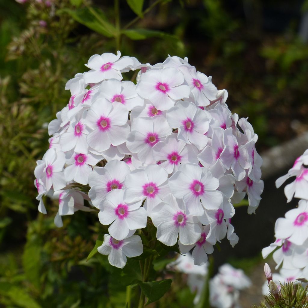 Hohe Flammenblume Graf Zeppelin - Phlox paniculata