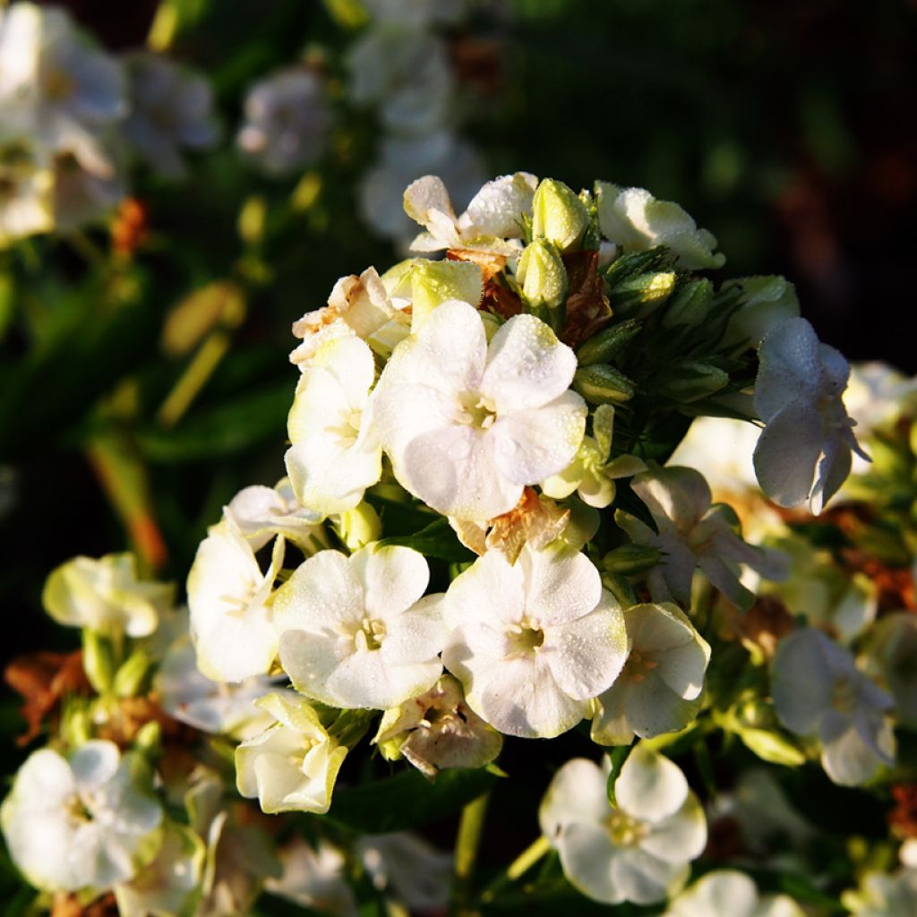 Hohe Flammenblume Jade - Phlox paniculata