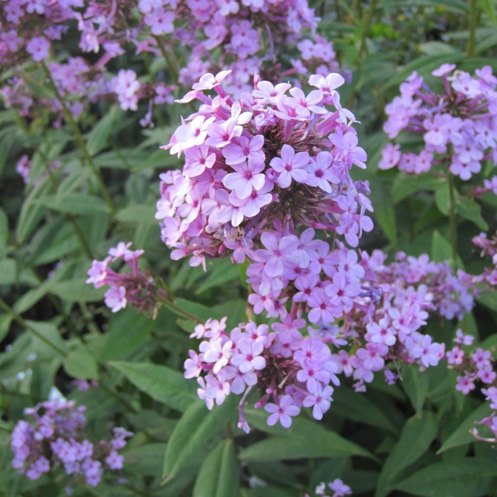 Hohe Flammenblume Jeana - Phlox paniculata