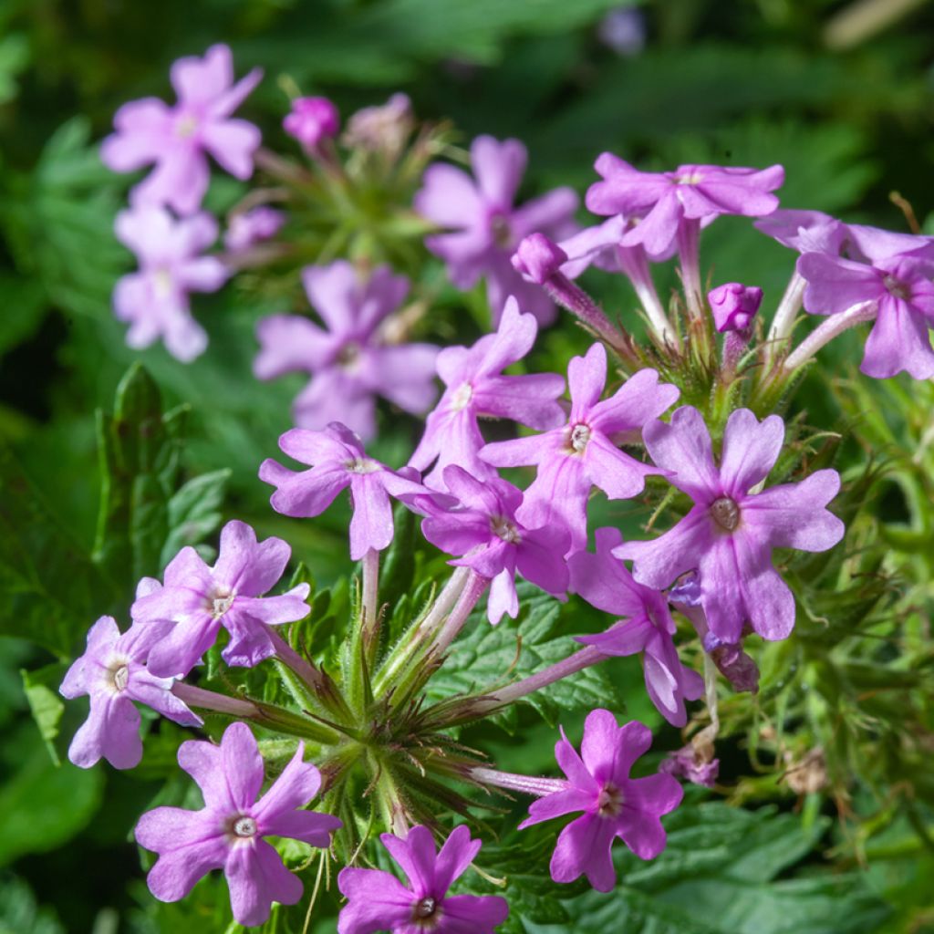 Hohe Flammenblume Jeana - Phlox paniculata