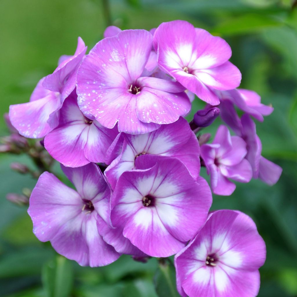 Hohe Flammenblume Little Laura - Phlox paniculata