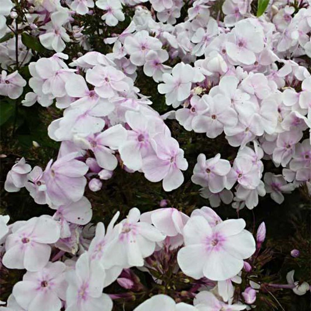 Hohe Flammenblume Monica Lynden Bell - Phlox paniculata