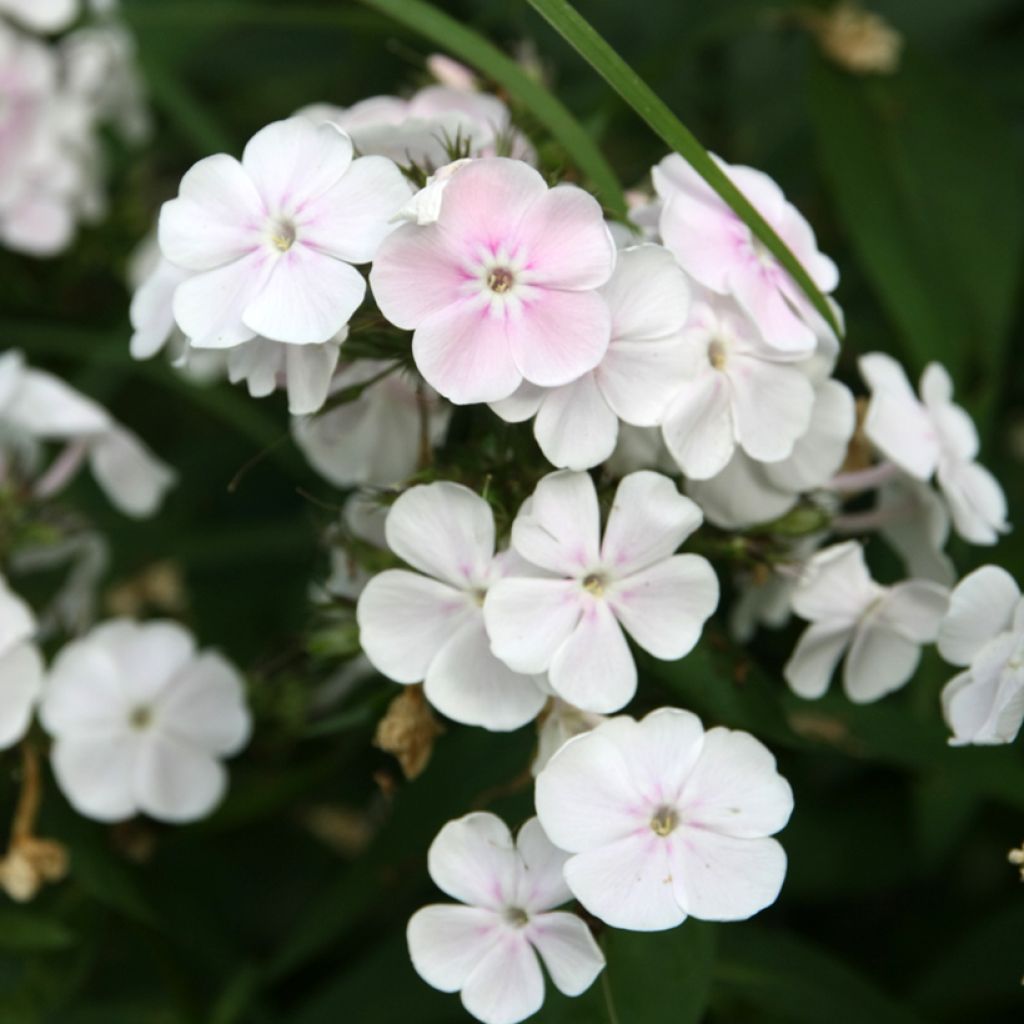 Hohe Flammenblume Monica Lynden Bell - Phlox paniculata