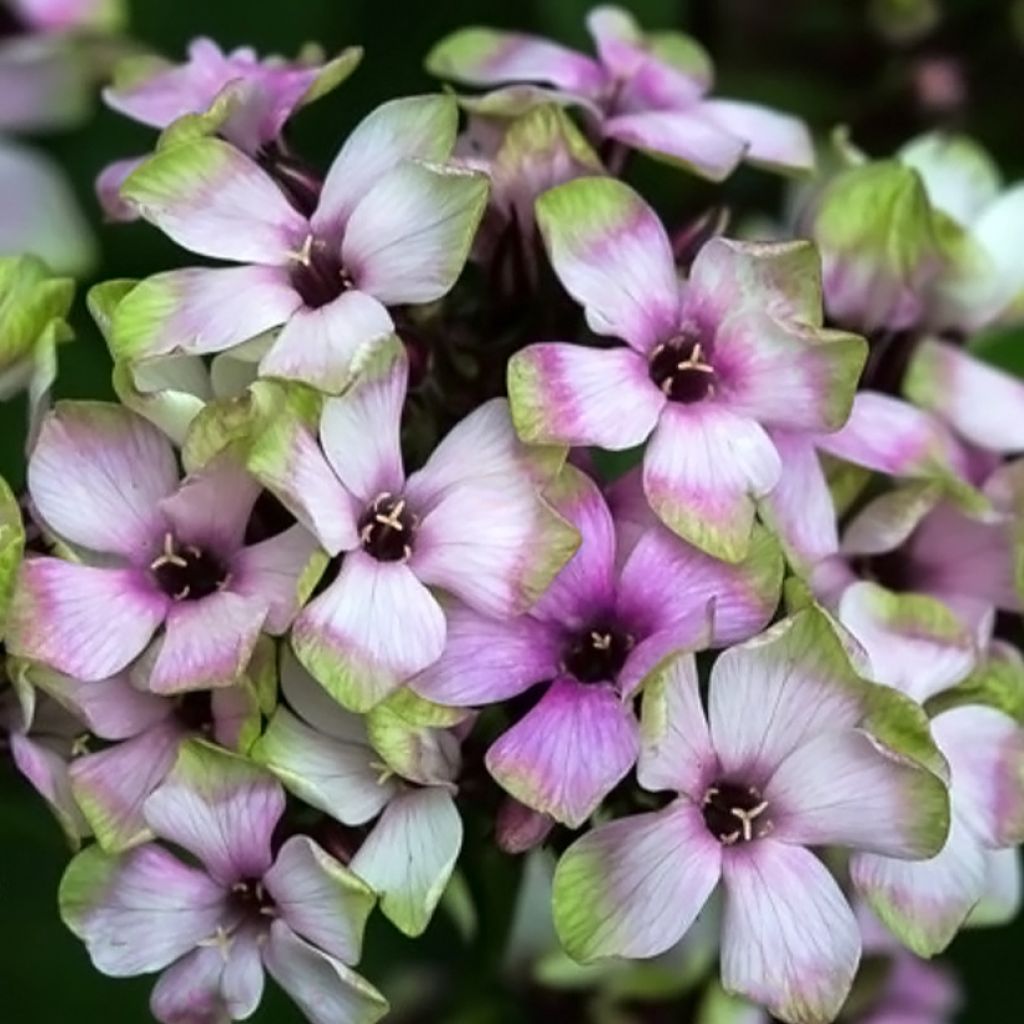 Hohe Flammenblume Mystic Green - Phlox paniculata