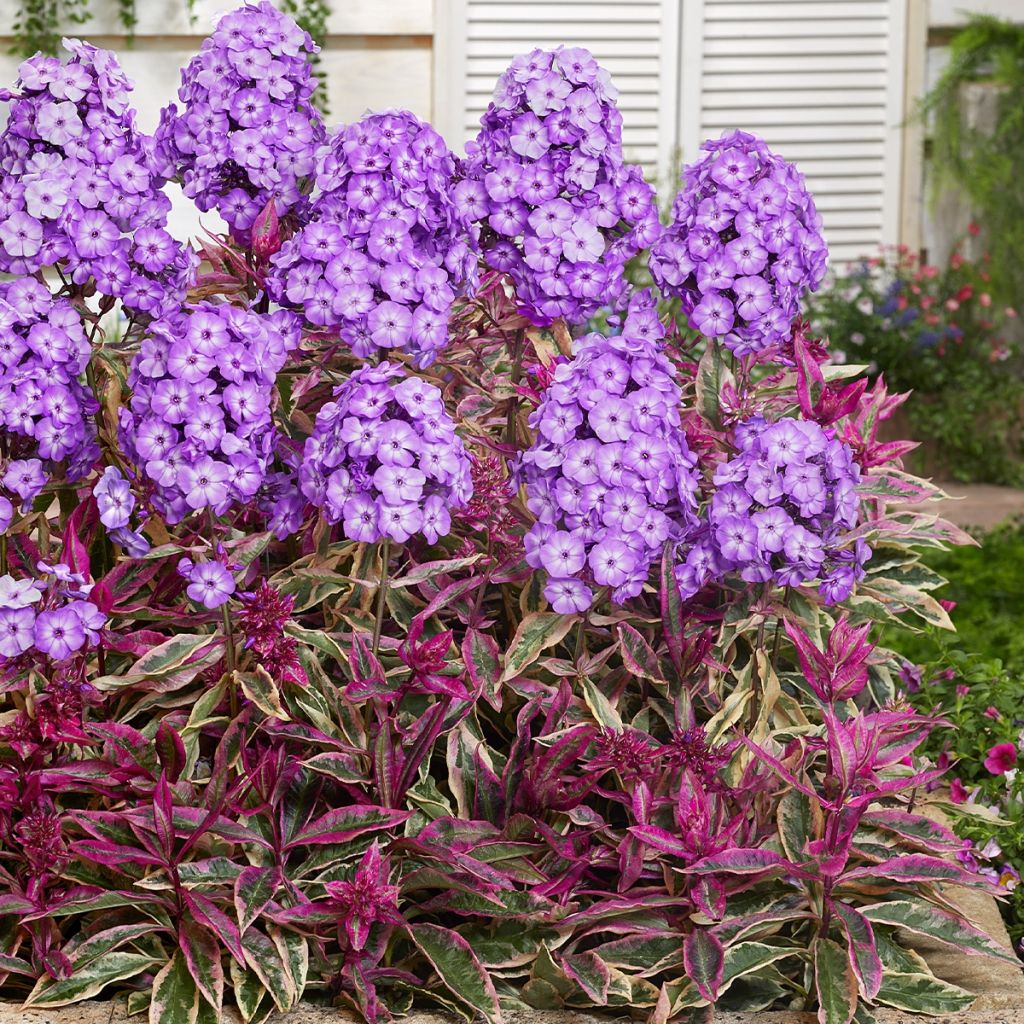 Hohe Flammenblume Olympus - Phlox paniculata