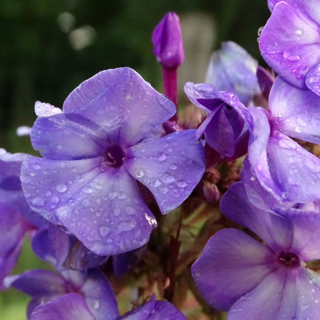 Phlox paniculata Olympus