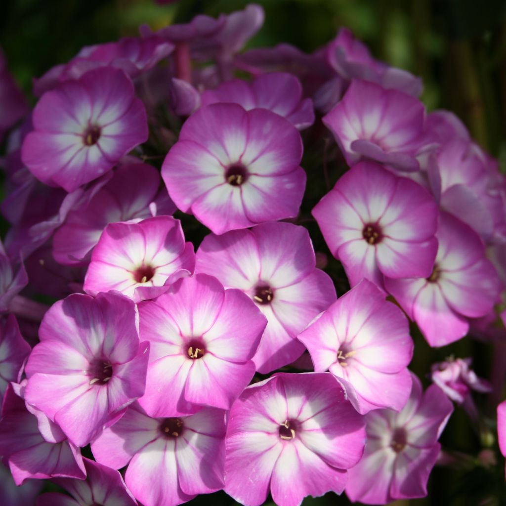 Hohe Flammenblume Purple Eye Flame - Phlox paniculata