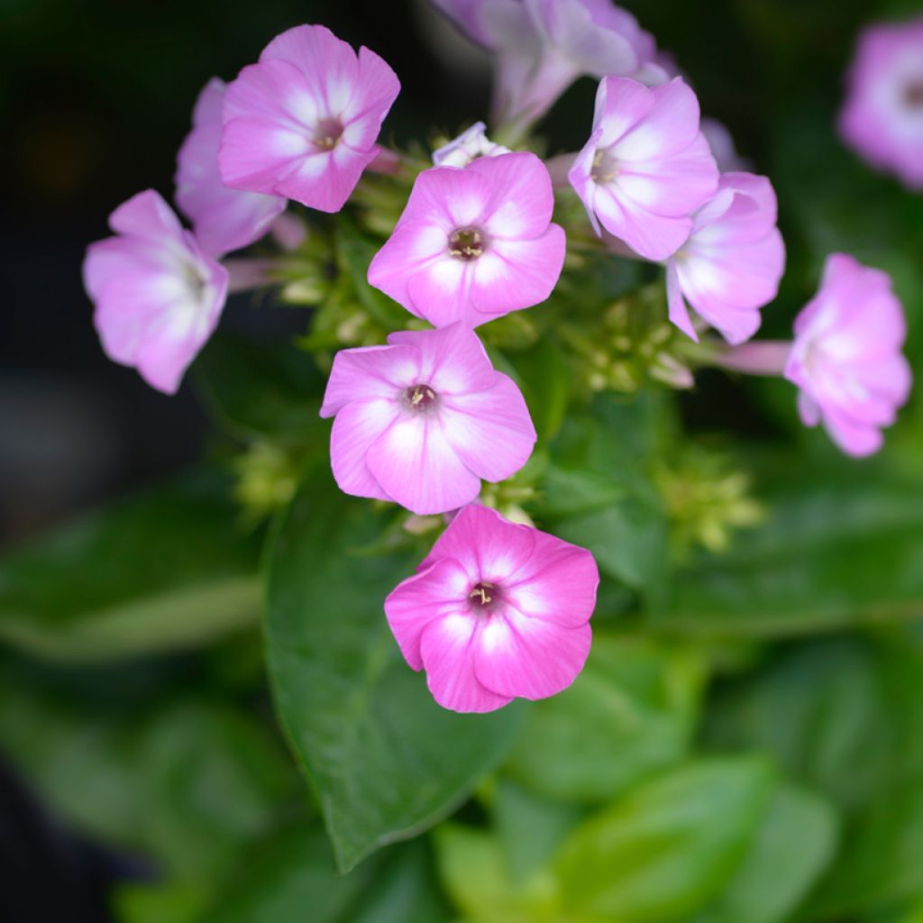 Phlox paniculata Purple Eye Flame