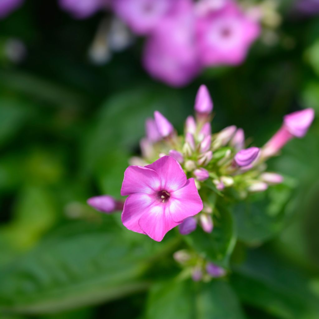 Hohe Flammenblume Purple Eye Flame - Phlox paniculata