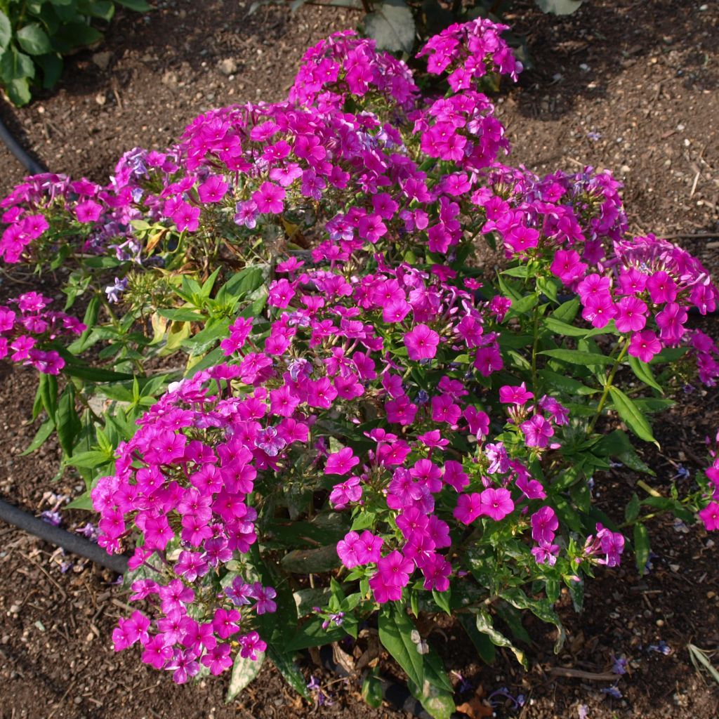 Phlox paniculata Purple Flame - Phlox paniculé nain pourpre