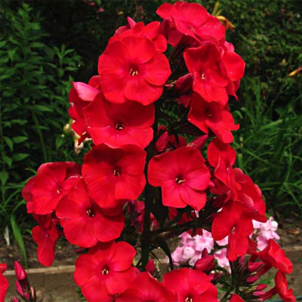 Hohe Flammenblume Red Flame - Phlox paniculata