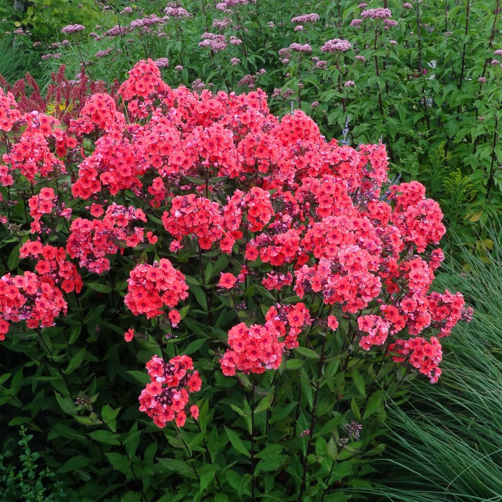 Hohe Flammenblume Starfire - Phlox paniculata