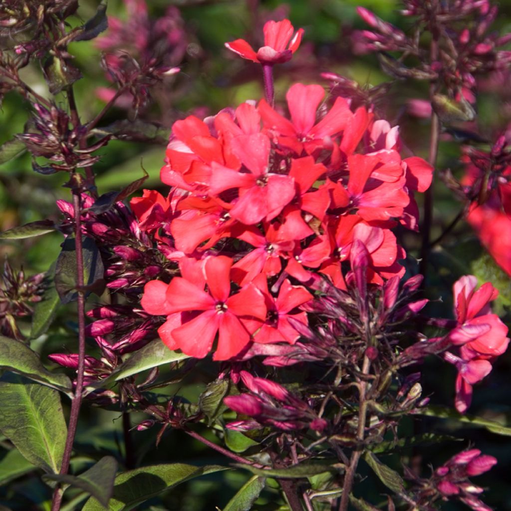 Hohe Flammenblume Starfire - Phlox paniculata