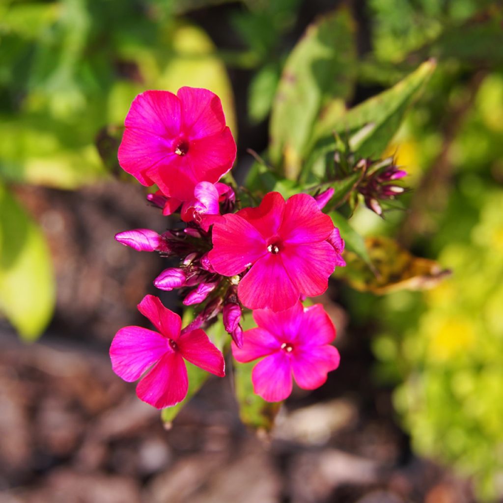 Hohe Flammenblume Starfire - Phlox paniculata