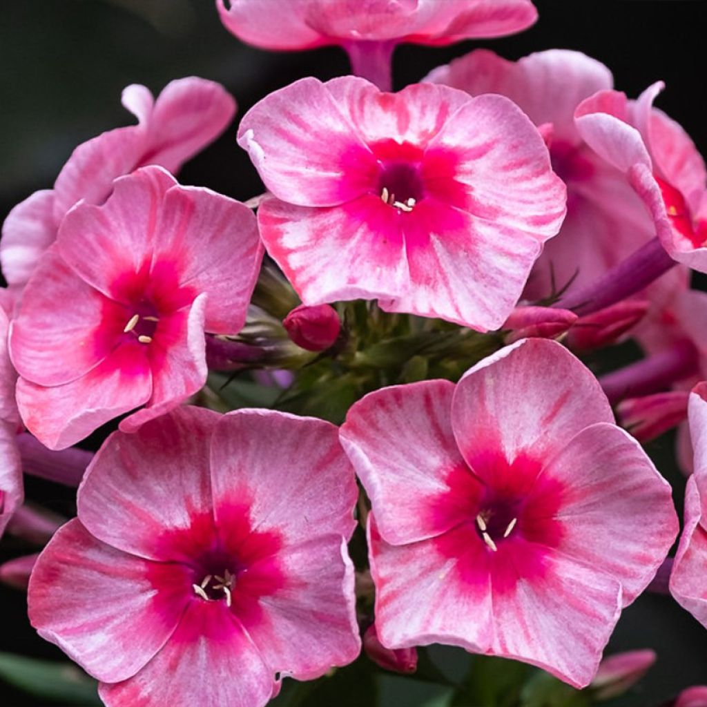 Hohe Flammenblume Stars and Stripes - Phlox paniculata