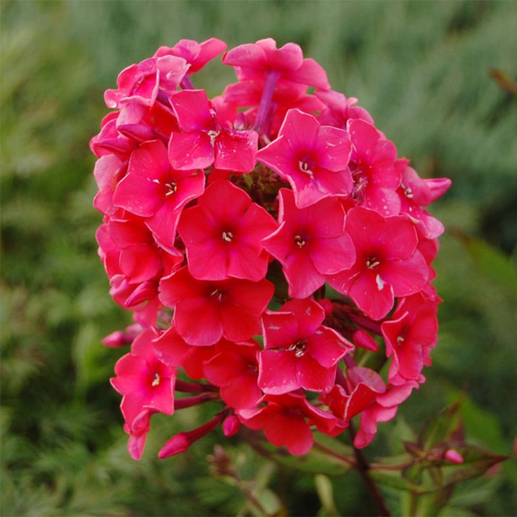 Hohe Flammenblume Tequila Sunrise - Phlox paniculata