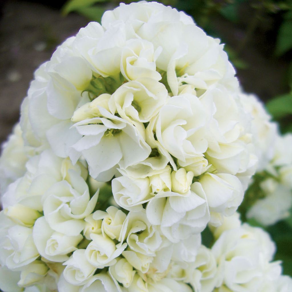 Hohe Flammenblume Tiara - Phlox paniculata