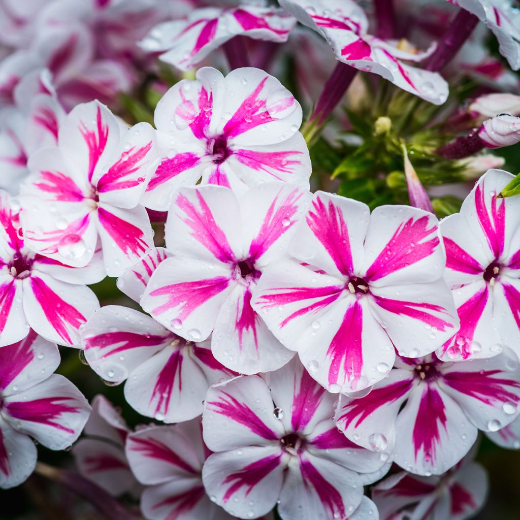 Hohe Flammenblume Twister - Phlox paniculata