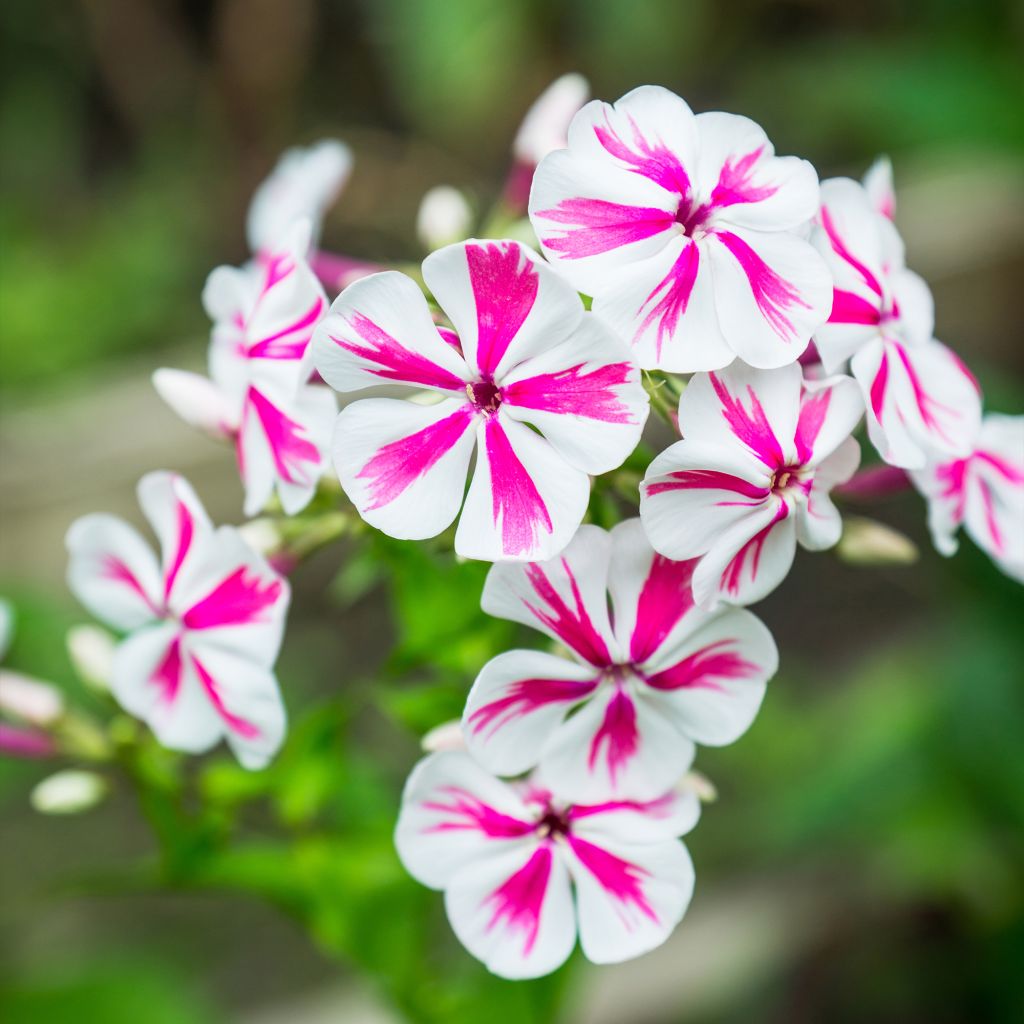 Hohe Flammenblume Twister - Phlox paniculata