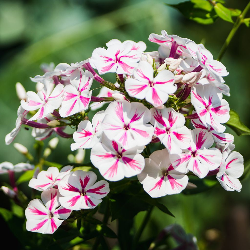 Hohe Flammenblume Twister - Phlox paniculata