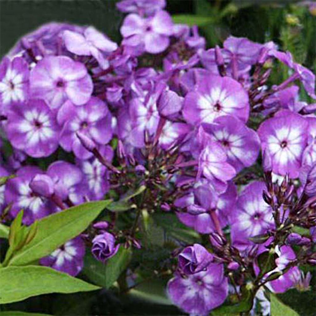 Hohe Flammenblume Uspech - Phlox paniculata