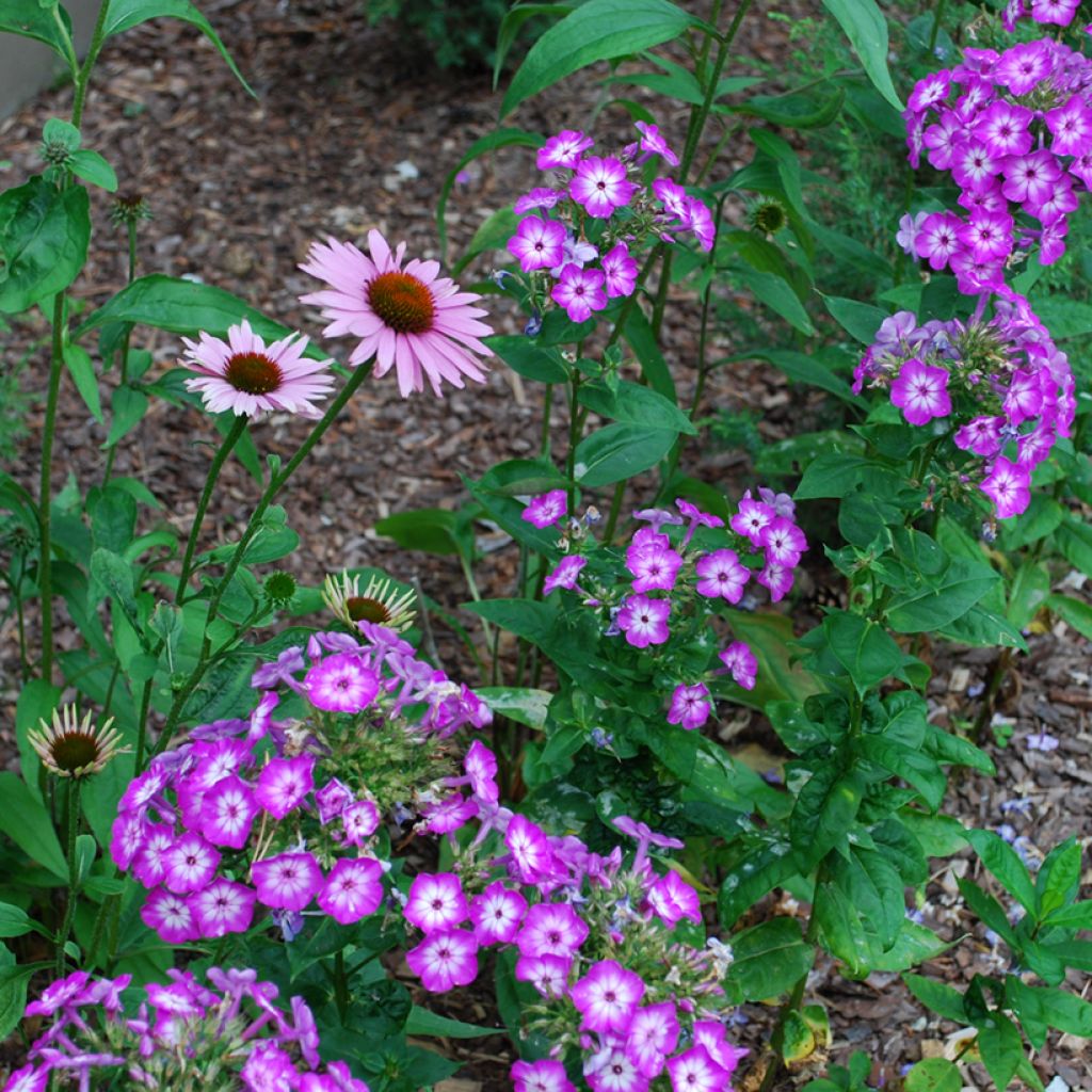 Hohe Flammenblume Uspech - Phlox paniculata