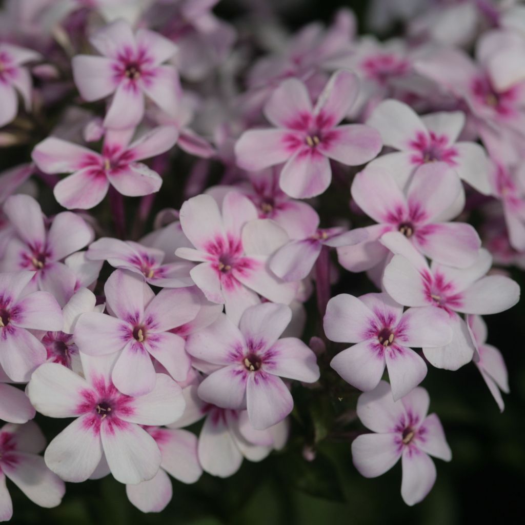 Phlox paniculata White Eye Flame