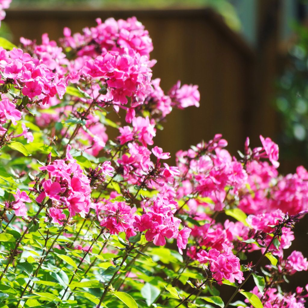 Hohe Flammenblume Windsor - Phlox paniculata