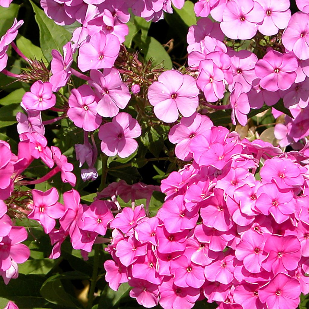 Hohe Flammenblume Windsor - Phlox paniculata