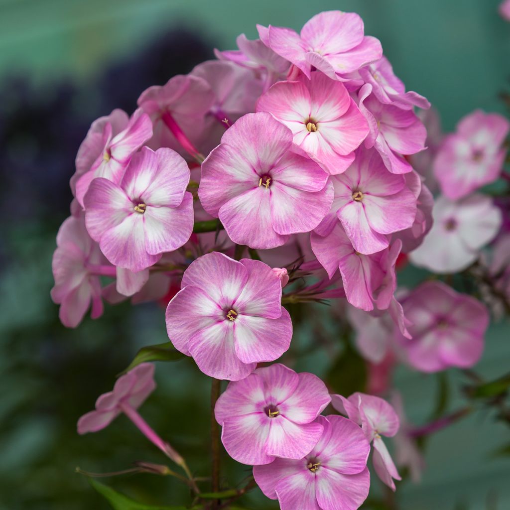 Hohe Flammenblume Younique Old Pink - Phlox paniculata