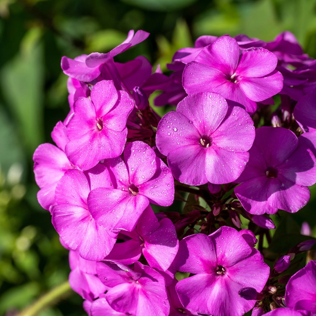 Hohe Flammenblume Younique Old Purple - Phlox paniculata