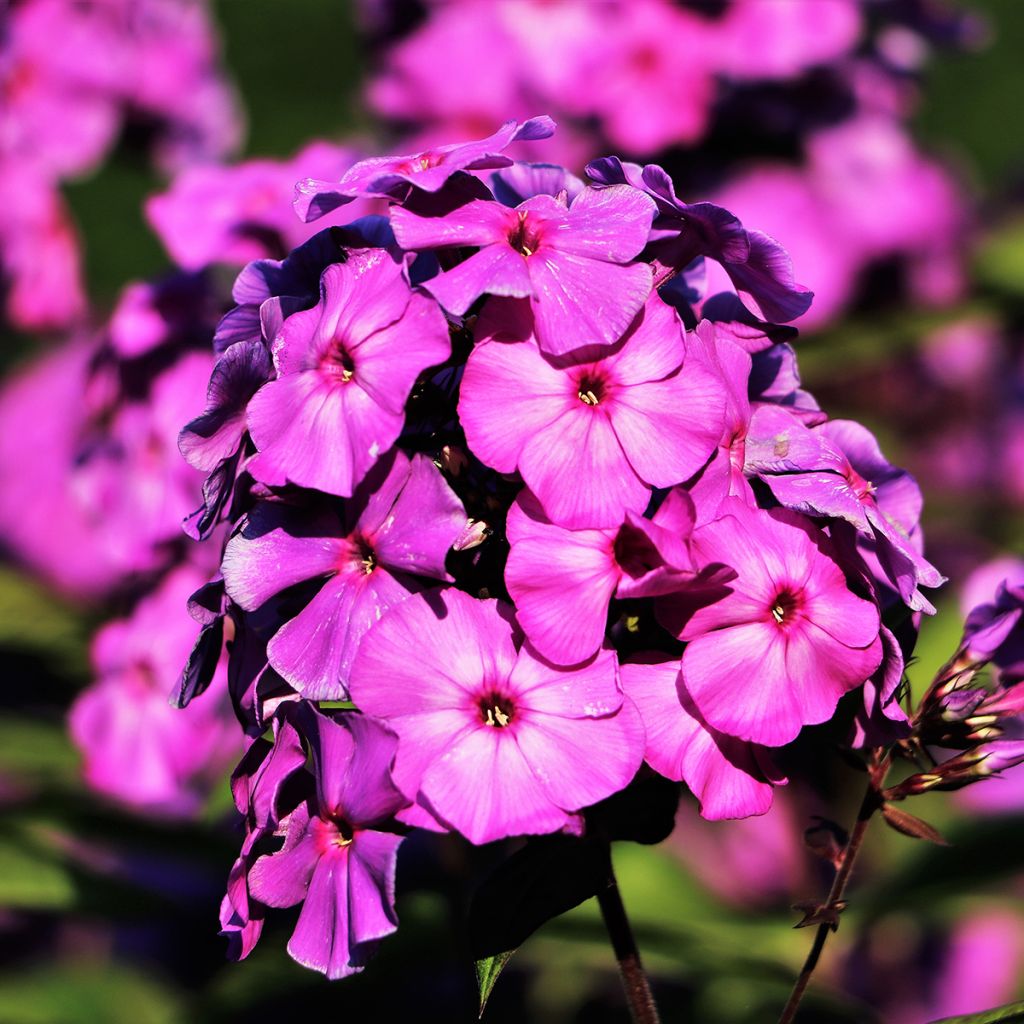 Phlox paniculata Younique Old Purple