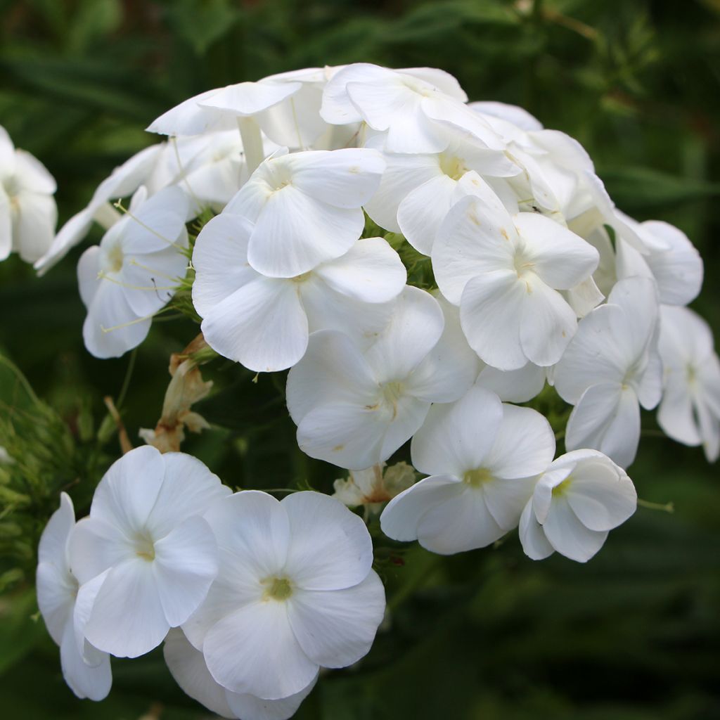 Hohe Flammenblume Younique White - Phlox paniculata